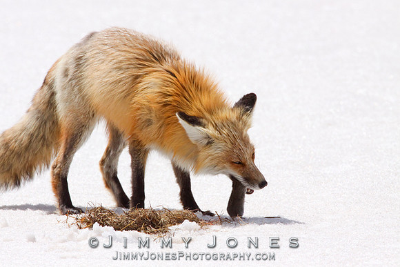 Red Fox