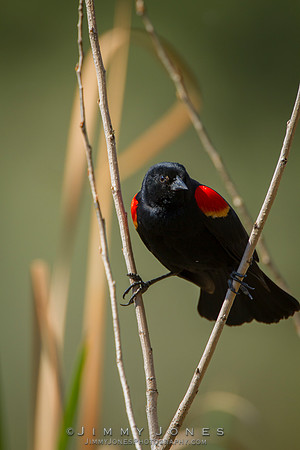 Red-Winged Blackbird