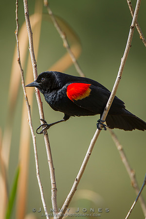 Red-Winged Blackbird