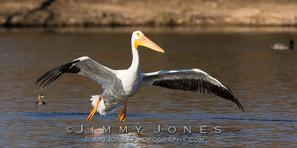 White Pelican