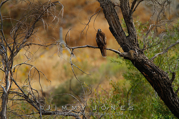 Red-Tailed Hawk w/ meal