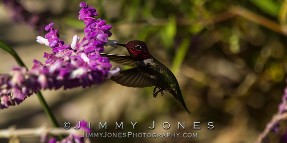 Anna's Hummingbird