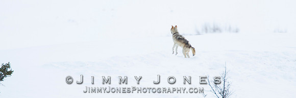 Junction Butte Alpha 870f