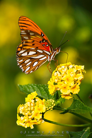 Fritillary, Gulf Agraulis vanillae