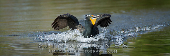 Double-Crested Cormorant