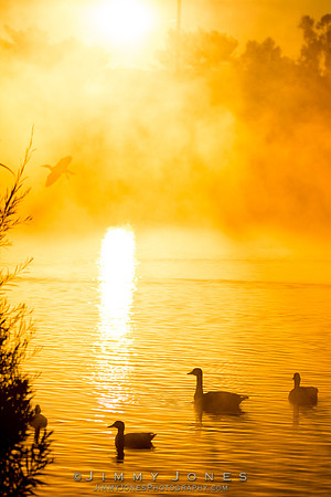 Golden Pond