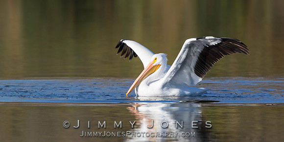 White Pelican