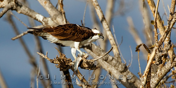 Osprey w/Catch