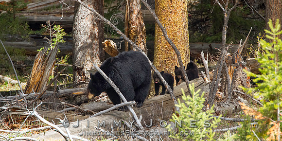Black Bear Sow with Cubs