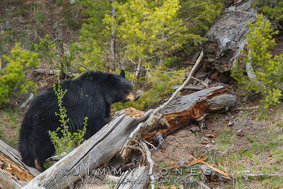 Black Bear