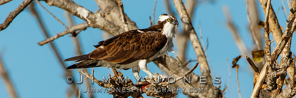 Osprey w/Catch