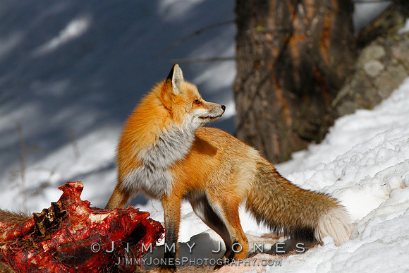 Red Fox