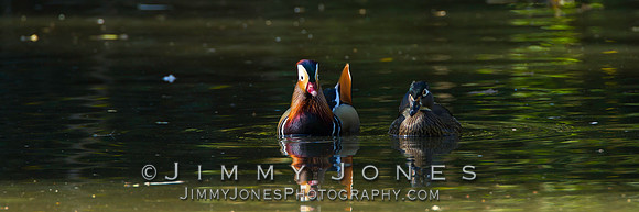 Mandarin Duck