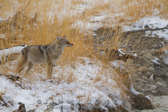 Coyote