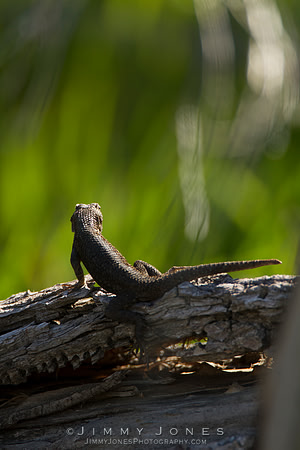 Western Fence Lizard