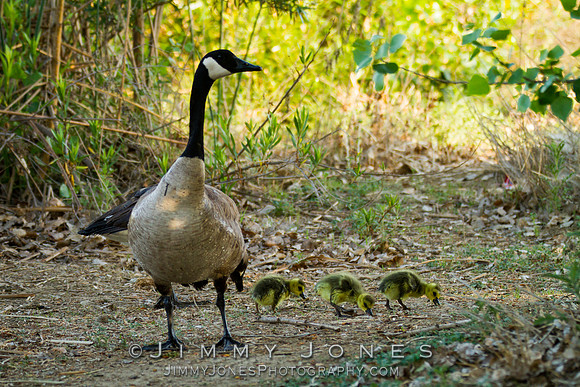 Canadian Geese w/Chicks