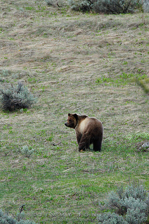 Grizzly Bear