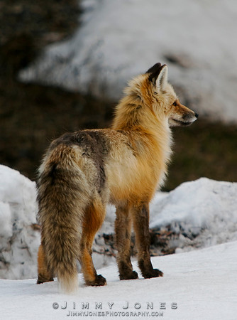 Cross Fox