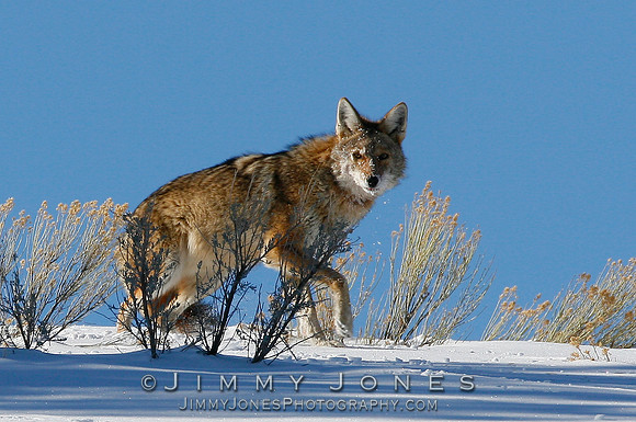 Coyote