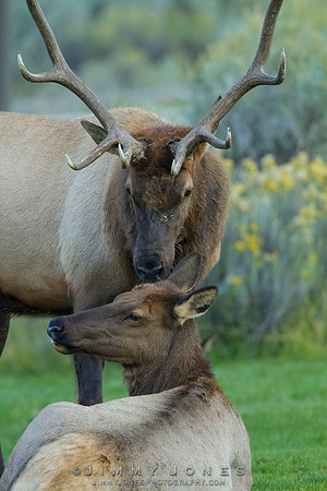 Bull Elk with Cow
