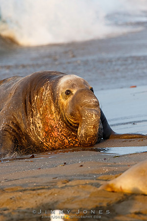 Elephant Seal - CS/P0390