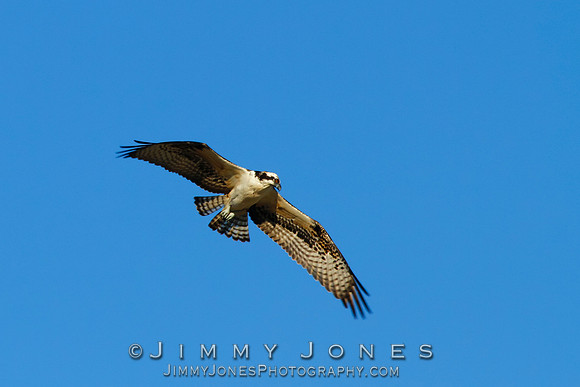 Osprey