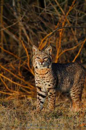 Bobcat