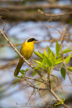 Common Yellowthroat