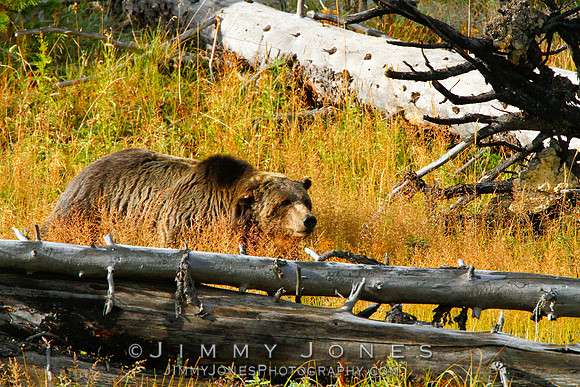 Scarface Grizzly