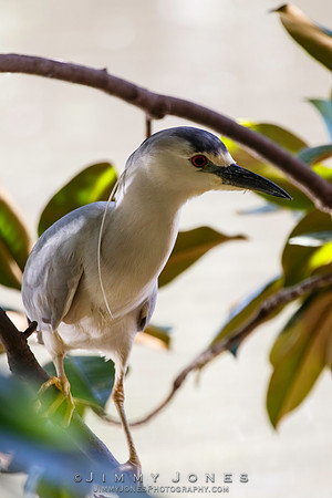 Black-crowned Night-Heron