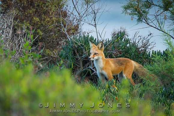 Red Fox