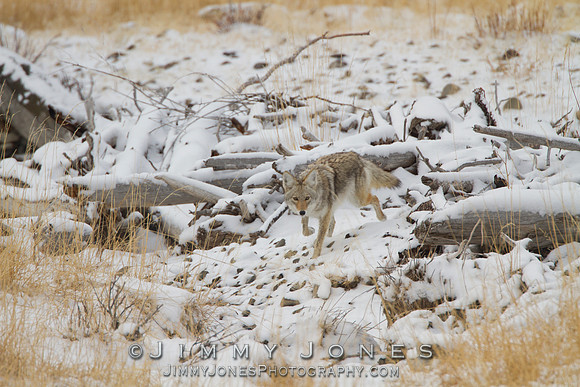 Coyote