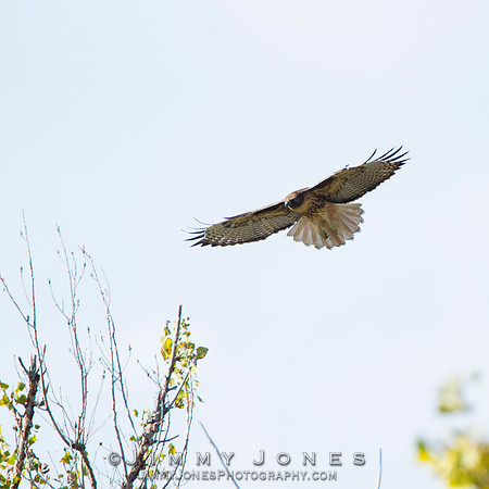 Red-tailed Hawk (Juvenile)