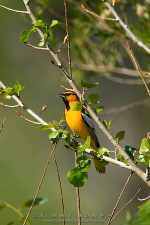 Bullock's Oriole