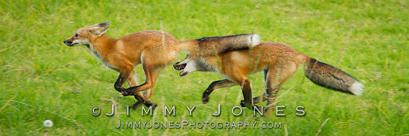 Red Fox