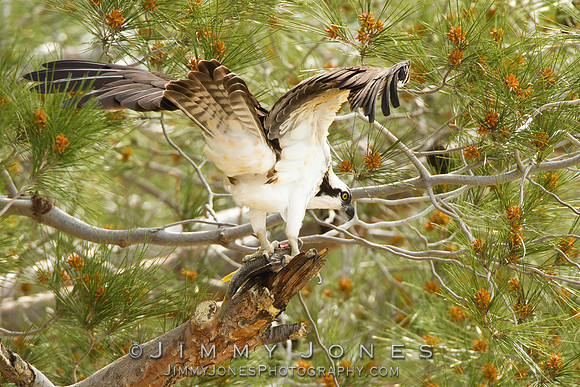 Osprey