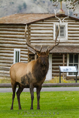 Bull Elk