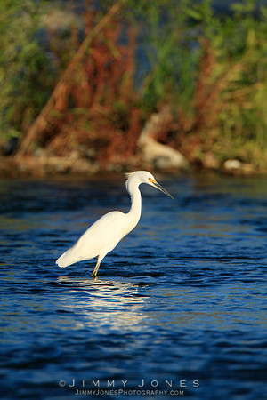 Snowy Egret