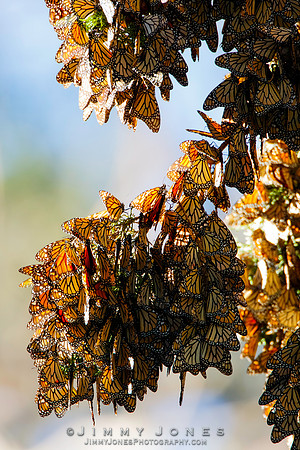 Monarch Cluster