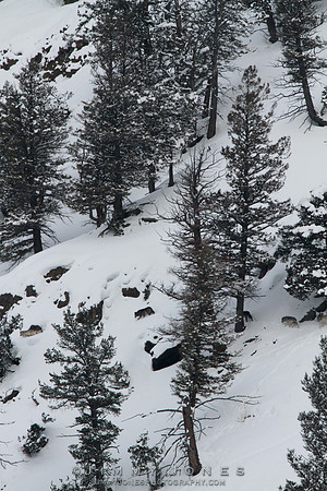 Lamar Canyon Pack