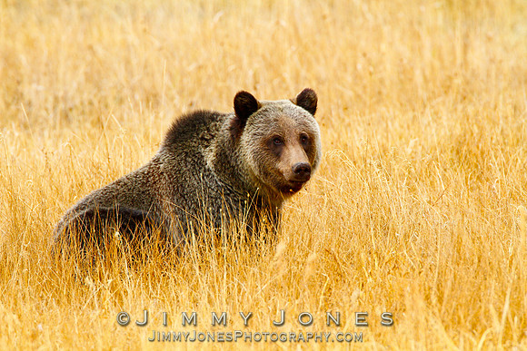 Grizzly Bear Boar