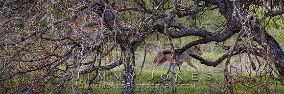 Coyote