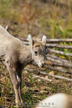 Big Horn Sheep - CS/P0341