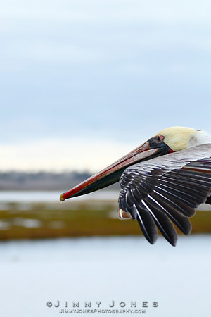 Brown Pelican