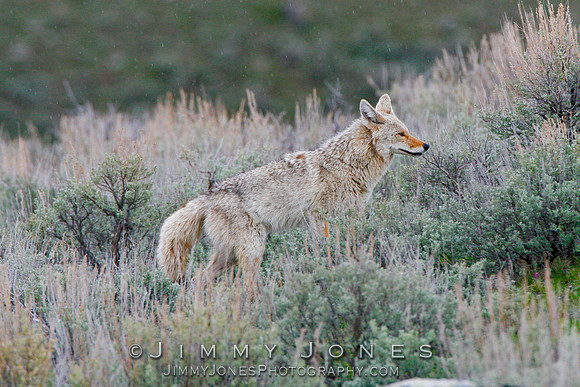 Coyote