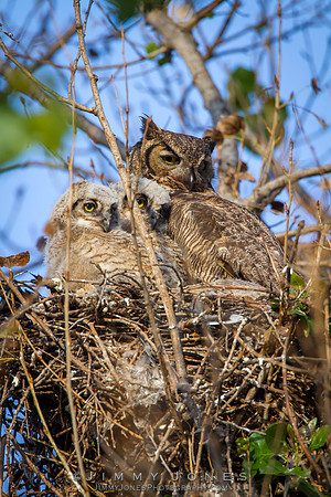 Great Horned Owls