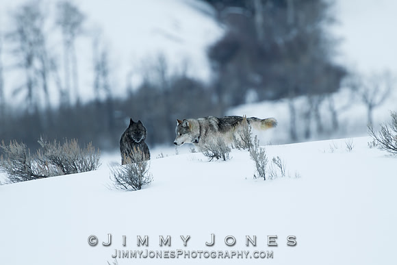 Junction Butte Alpha 870f and Black Female