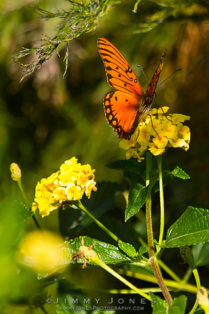 Fritillary, Gulf Agraulis vanillae