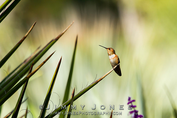 Rufous Hummingbird