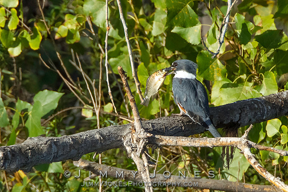 King Fisher W/ Fish